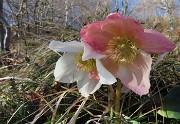 28 Helleborus niger (Elleboro) verso la fruttescenza